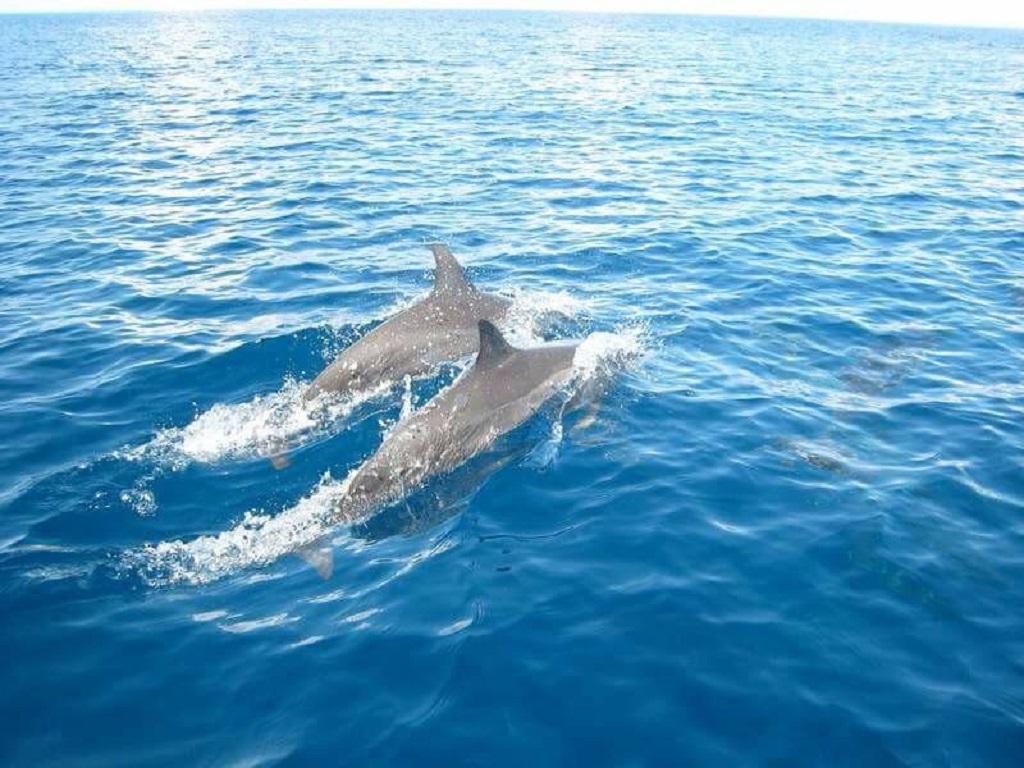 Dolphin Tour - Image 2